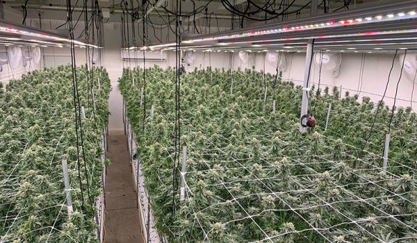 indoor_cannabis-thca-wholesale