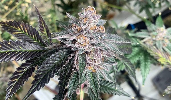 thca_cannabis_flower_bud_closeup_shot
